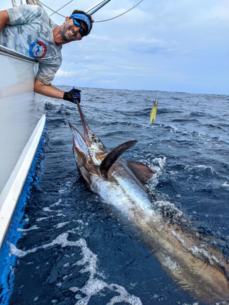 Central America Fishing owner, Chris Atkins, releases a blue marlin in Costa Rica