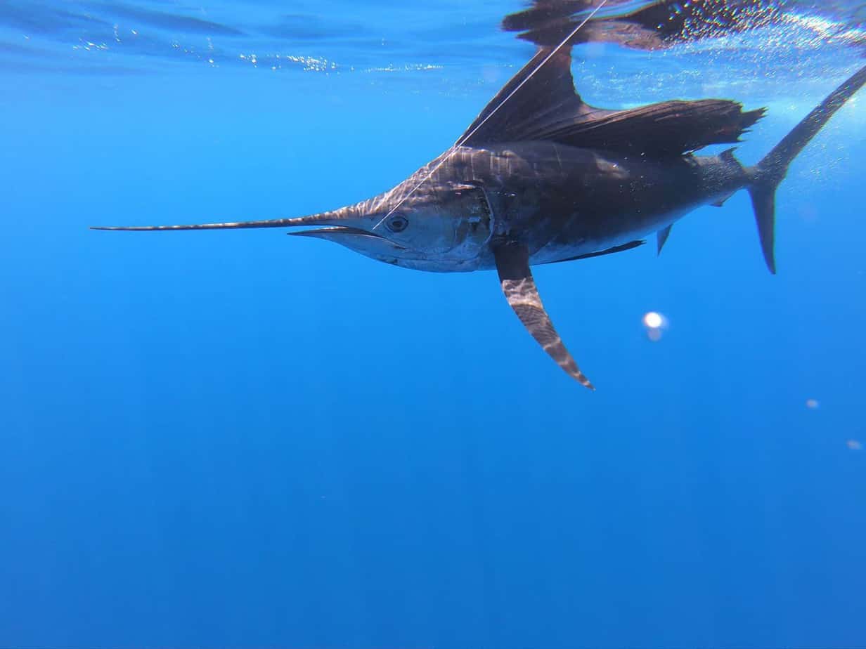 Pacific sailfish in Costa Rica