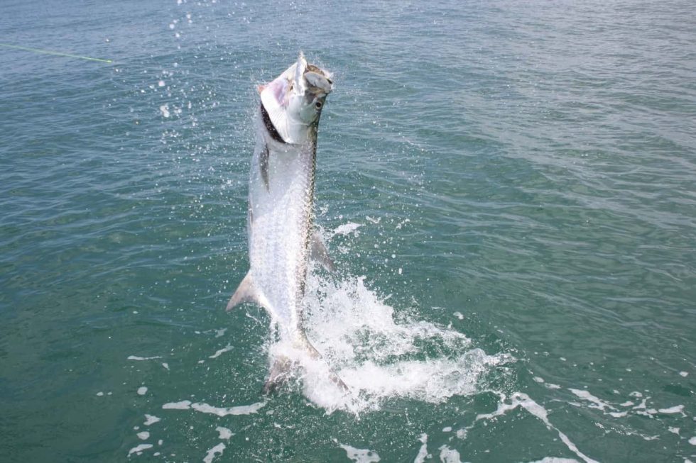 Tarpon In Central America 